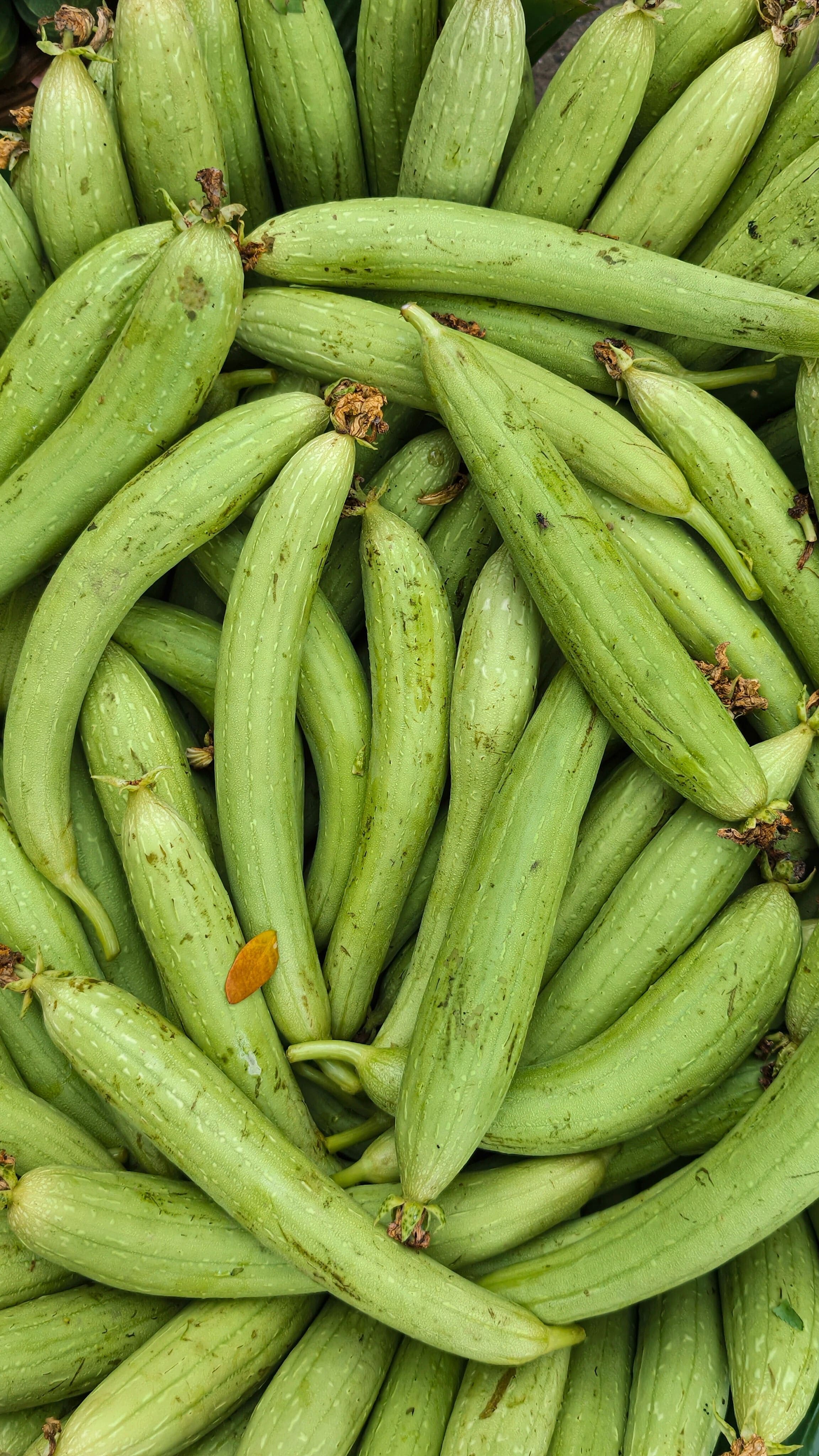 Sponge Gourd 2