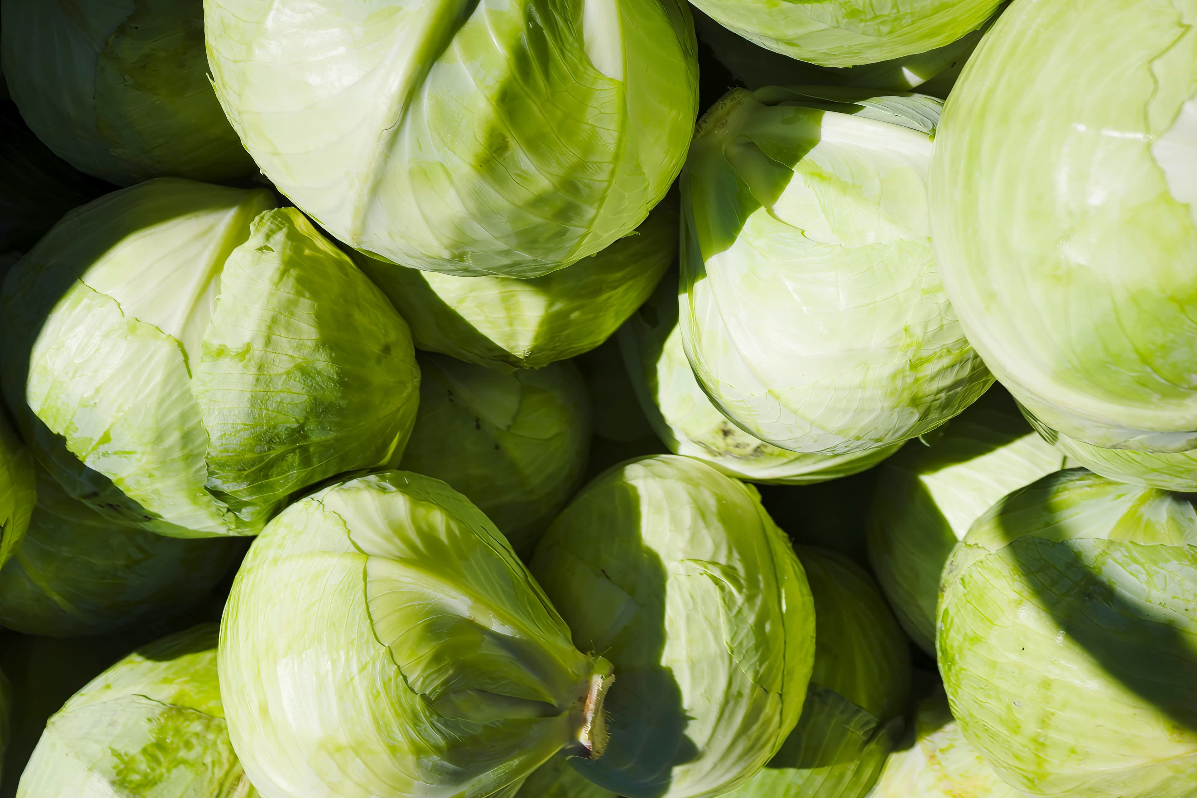 Cabbage 2