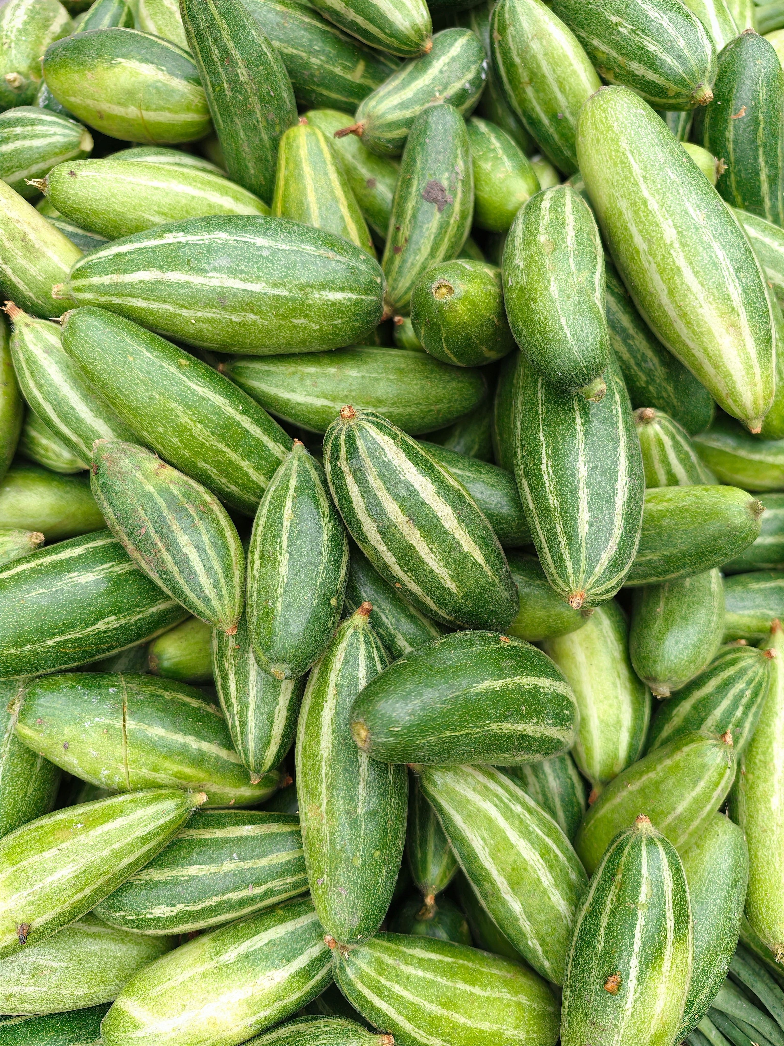 Pointed Gourd 2
