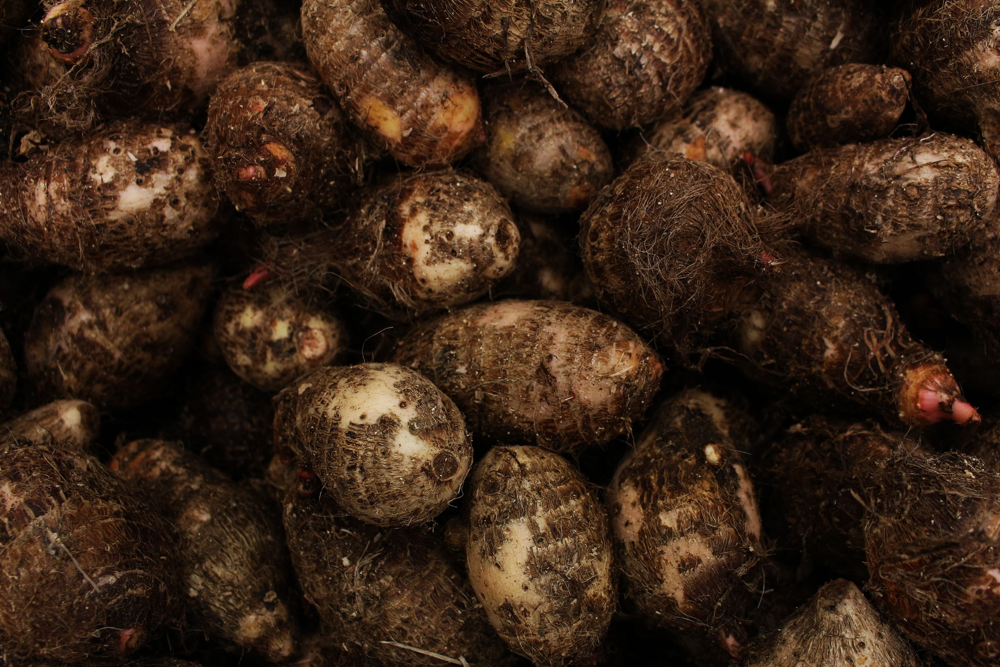 Taro Root