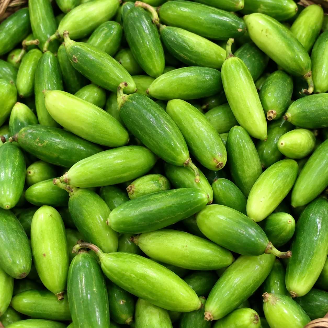 Ivy Gourd